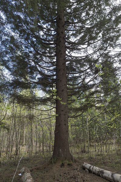 File:Mustonen Hiisi Image 4.jpg