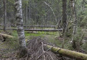 Mustonen Hiisi Image 3.jpg