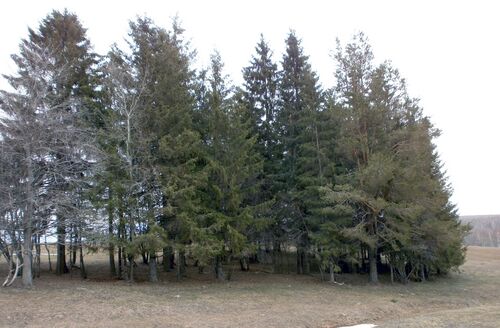 Mustonen Hiisi Image 2.jpg